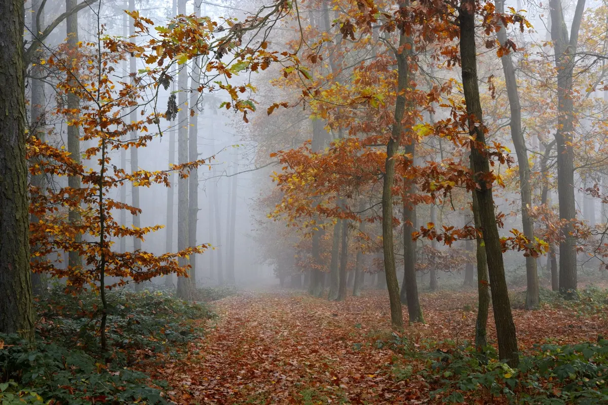 Where to Find Creative Inspiration in British Nature This Autumn